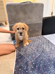 Found/Stray Male Dog last seen Nob Hill Park, Houston, TX 77043