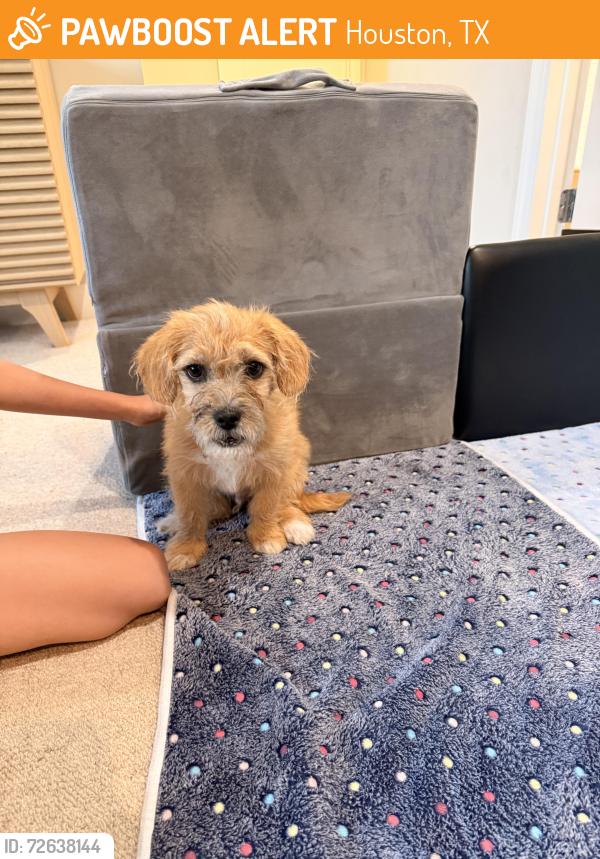 Found/Stray Male Dog last seen Nob Hill Park, Houston, TX 77043