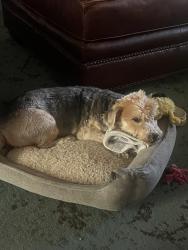 Lost Male Dog last seen Laguna Trail Dr , Houston, TX 77095