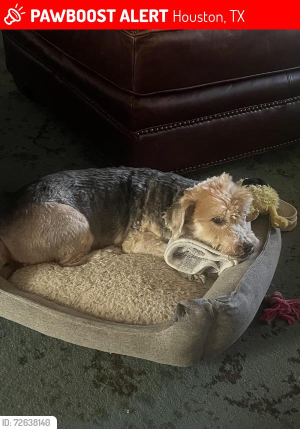 Lost Male Dog last seen Laguna Trail Dr , Houston, TX 77095