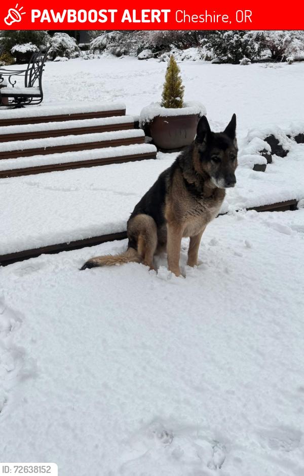 Lost Male Dog last seen Hall rd and Templeton rd , Cheshire, OR 97419