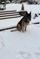 Lost Male Dog last seen Hall rd and Templeton rd , Cheshire, OR 97419