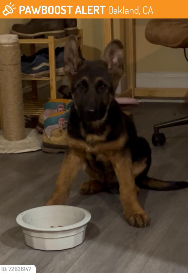 Found/Stray Male Dog last seen Telegraph and 36th st Oakland, CA 94609, Oakland, CA 94608