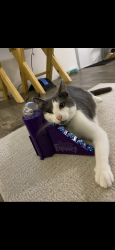 Lost Female Cat last seen Burgess falls rd & Harding rd , Cookeville, TN 38506