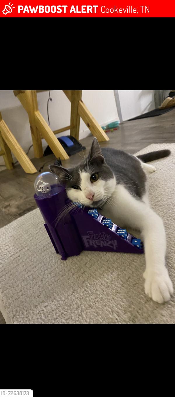 Lost Female Cat last seen Burgess falls rd & Harding rd , Cookeville, TN 38506