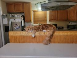 Lost Male Cat last seen Oakdale rd, Orangeburge rd. Sonoma park, Modesto, CA 95355