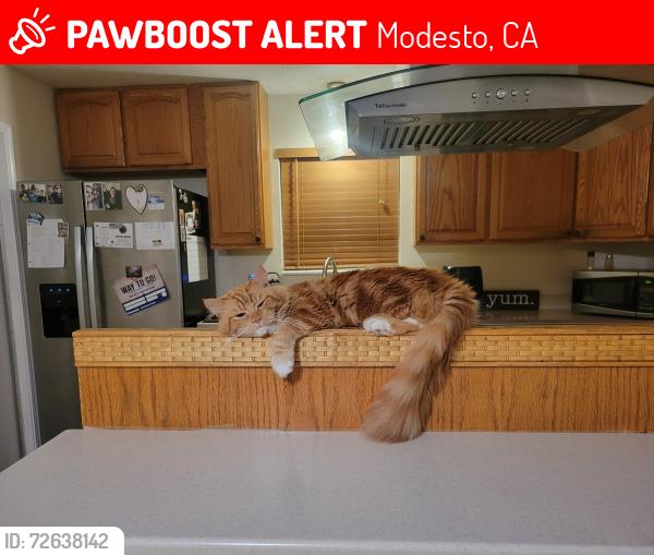 Lost Male Cat last seen Oakdale rd, Orangeburge rd. Sonoma park, Modesto, CA 95355