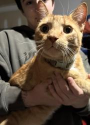 Found/Stray Unknown Cat last seen In the parking lot at concord mills mall, Concord, NC 28027