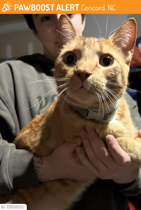 Found/Stray Unknown Cat last seen In the parking lot at concord mills mall, Concord, NC 28027
