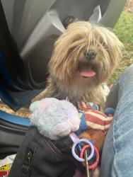 Found/Stray Unknown Dog last seen near J.W Williams Park, Cedar Hill, TX 75104