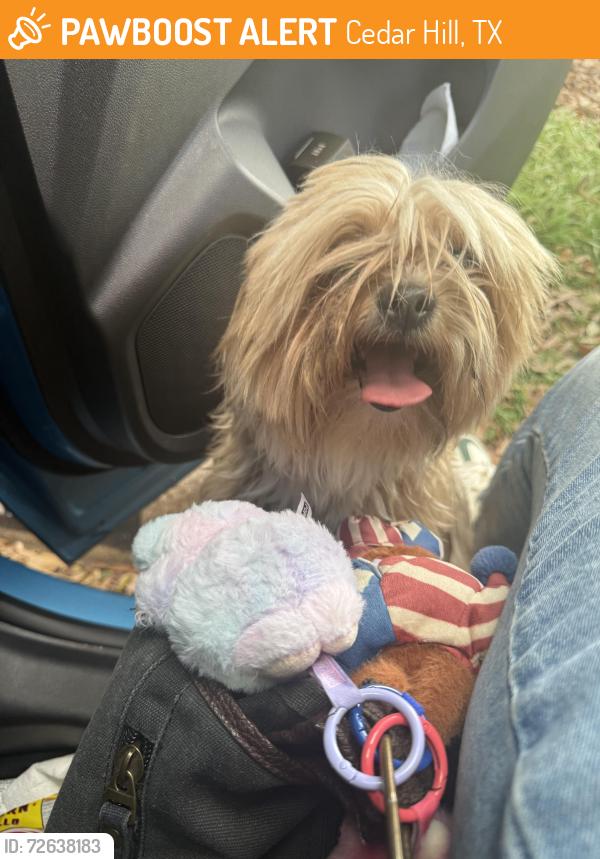 Found/Stray Unknown Dog last seen near J.W Williams Park, Cedar Hill, TX 75104