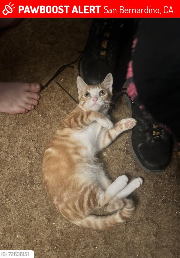 Lost Male Cat last seen Davidson , San Bernardino, CA 92404