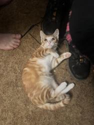 Lost Male Cat last seen Davidson , San Bernardino, CA 92404