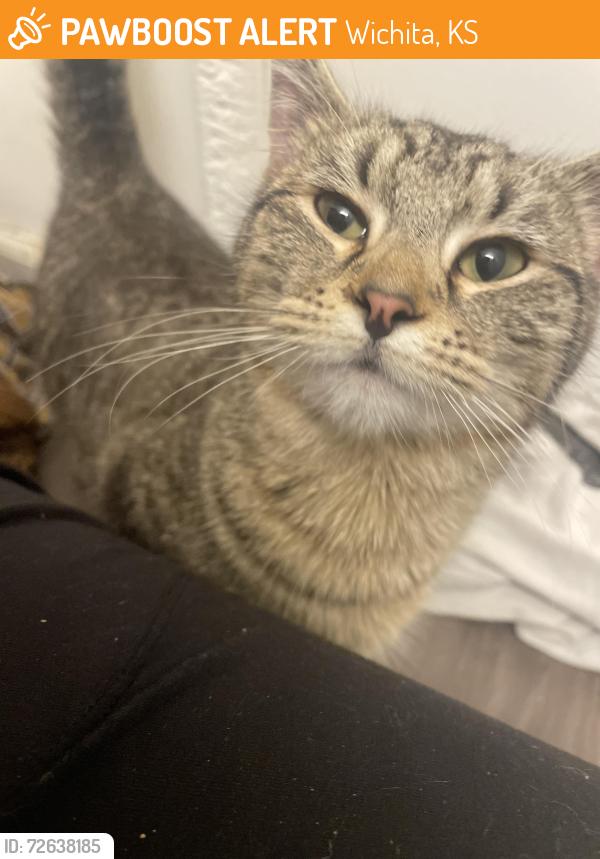 Found/Stray Unknown Cat last seen Near the Wingstop on harry and rock, Wichita, KS 67207