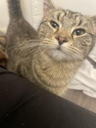 Found/Stray Unknown Cat last seen Near the Wingstop on harry and rock, Wichita, KS 67207