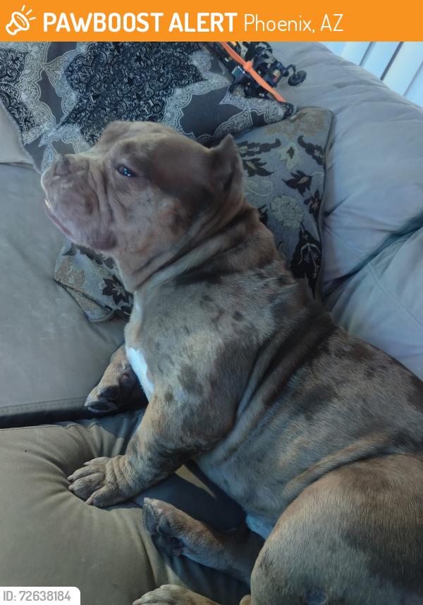 Found/Stray Male Dog last seen QT parking lot , Phoenix, AZ 85308