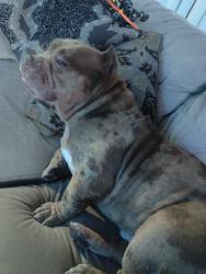 Found/Stray Male Dog last seen QT parking lot , Phoenix, AZ 85308