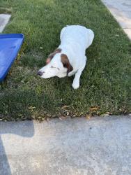Lost Unknown Dog last seen (Davenport Park) Dove X Cormorant Drive, Merced, CA 95341