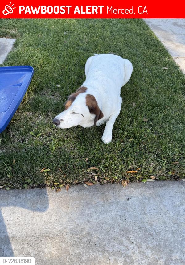 Lost Unknown Dog last seen (Davenport Park) Dove X Cormorant Drive, Merced, CA 95341