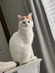 Lost Male Cat last seen Spring Miller, Arlington Tx, Arlington, TX 76002