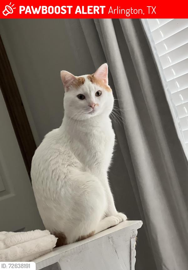 Lost Male Cat last seen Spring Miller, Arlington Tx, Arlington, TX 76002