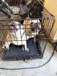 Found/Stray Unknown Dog last seen Delta Queen , Sacramento, CA 95833