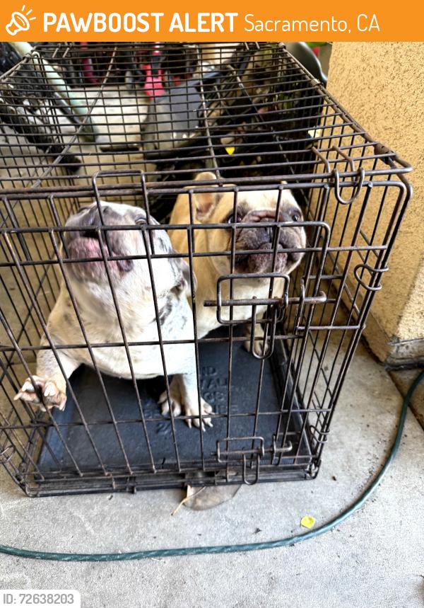 Found/Stray Unknown Dog last seen Delta Queen , Sacramento, CA 95833