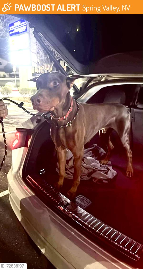 Found/Stray Male Dog last seen Huntington Cove and Fort Apache, Spring Valley, NV 89178