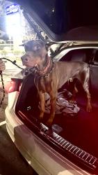 Found/Stray Male Dog last seen Huntington Cove and Fort Apache, Spring Valley, NV 89178