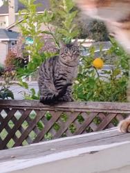 Found/Stray Male Cat last seen Sanchez, Redwood City, CA 94061