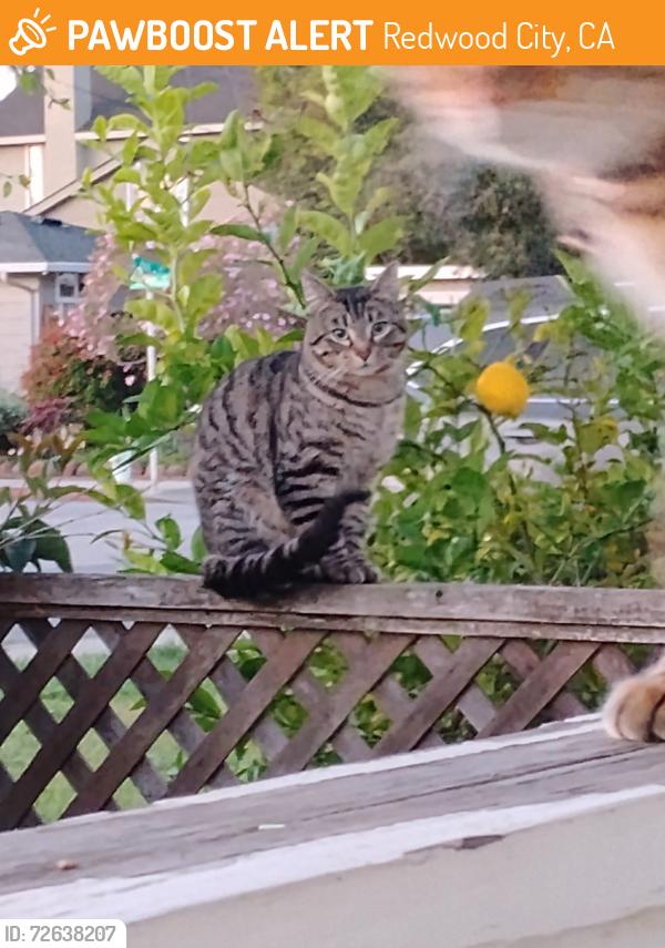 Found/Stray Male Cat last seen Sanchez, Redwood City, CA 94061