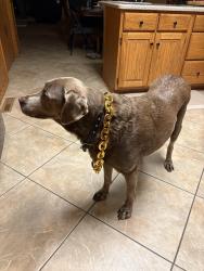 Lost Female Dog last seen Foster Rd and Route 18, Wellington, OH 44090