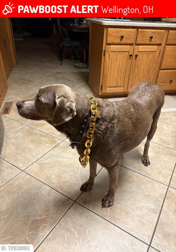 Lost Female Dog last seen Foster Rd and Route 18, Wellington, OH 44090
