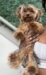 Lost Male Dog last seen Pineville - Matthews rd , Charlotte, NC 28277
