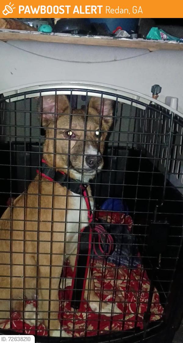 Found/Stray Male Dog last seen Redan middle school, Redan, GA 30058