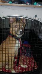 Found/Stray Male Dog last seen Redan middle school, Redan, GA 30058