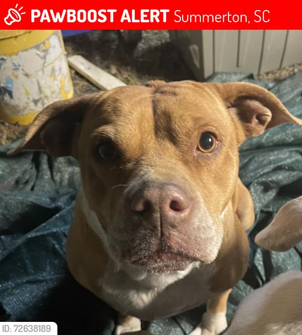 Lost Female Dog last seen Davis Station, Taw Caw area, Ward Rd, Summerton, SC 29148