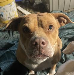 Lost Female Dog last seen Davis Station, Taw Caw area, Ward Rd, Summerton, SC 29148