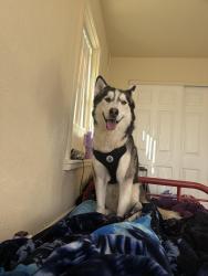 Lost Male Dog last seen Minneola rd, Yermo, CA 92398