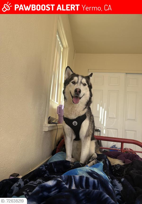 Lost Male Dog last seen Minneola rd, Yermo, CA 92398