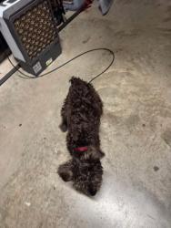 Found/Stray Male Dog last seen Central Avenue, Brownsville, TX 78521