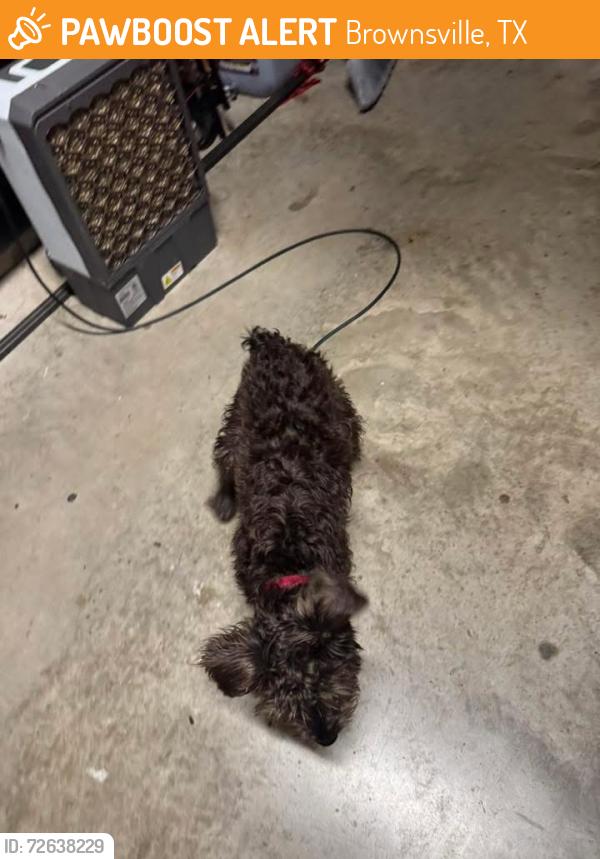 Found/Stray Male Dog last seen Central Avenue, Brownsville, TX 78521