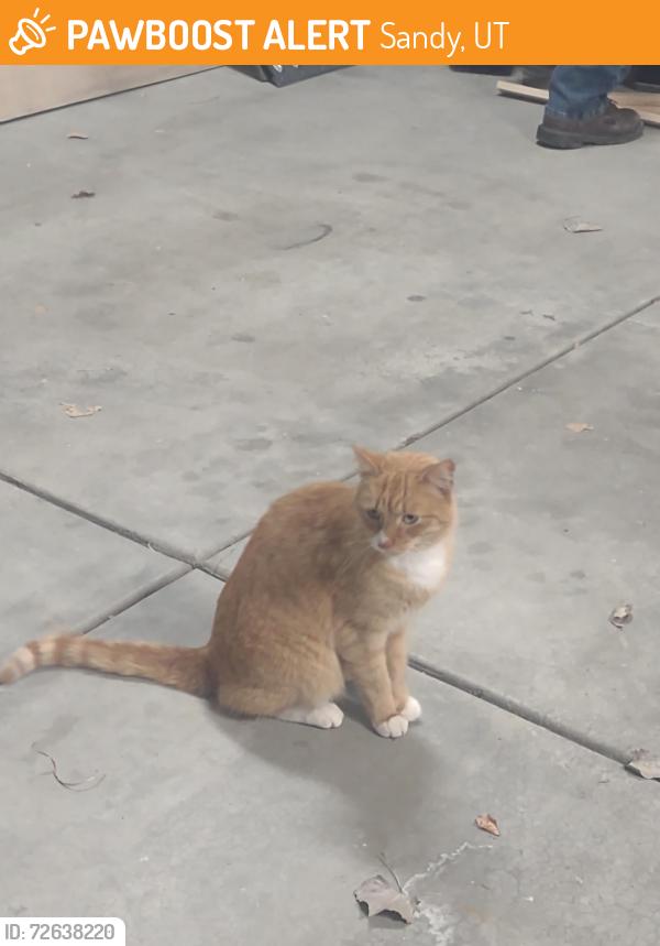 Found/Stray Unknown Cat last seen Majestic Canyon Rd, Sandy,Ut, Sandy, UT 84092