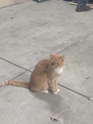 Found/Stray Unknown Cat last seen Majestic Canyon Rd, Sandy,Ut, Sandy, UT 84092