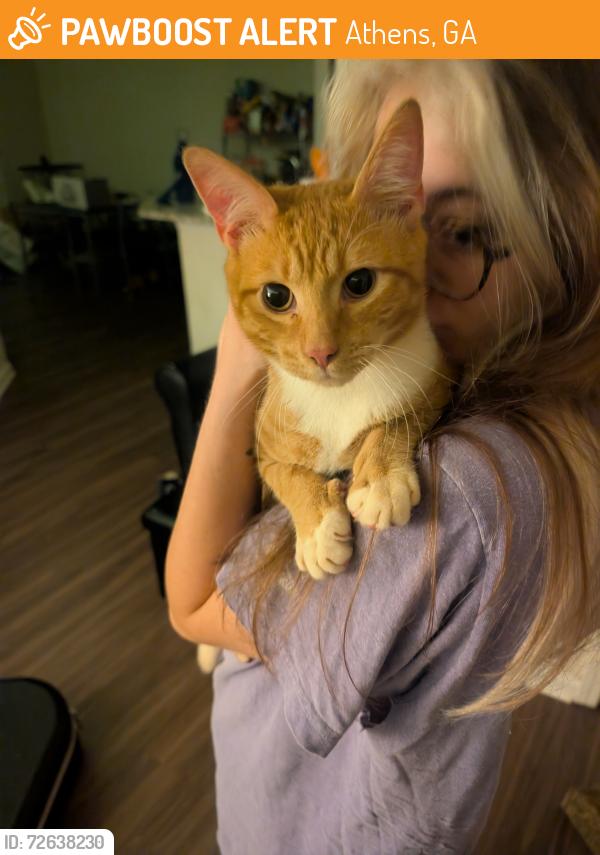 Found/Stray Male Cat last seen Found near The Reserve apmts at Athens, Athens, GA 30605