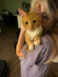 Found/Stray Male Cat last seen Found near The Reserve apmts at Athens, Athens, GA 30605