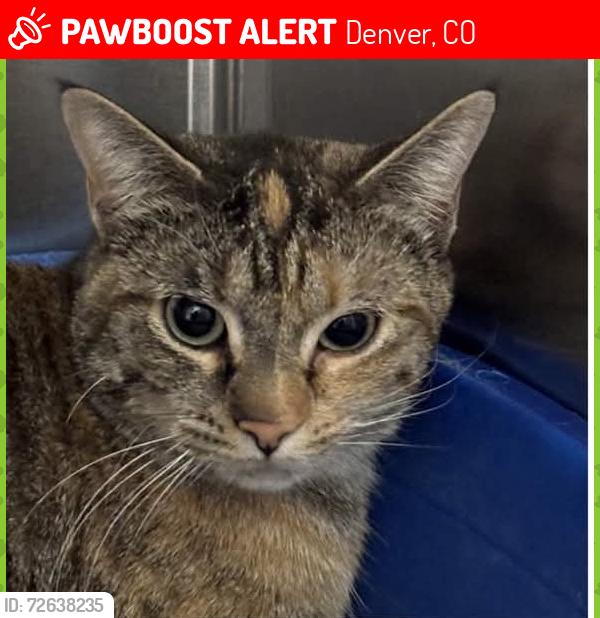 Lost Female Cat last seen Speer and Zuni , Denver, CO 80212