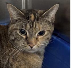 Lost Female Cat last seen Speer and Zuni , Denver, CO 80212