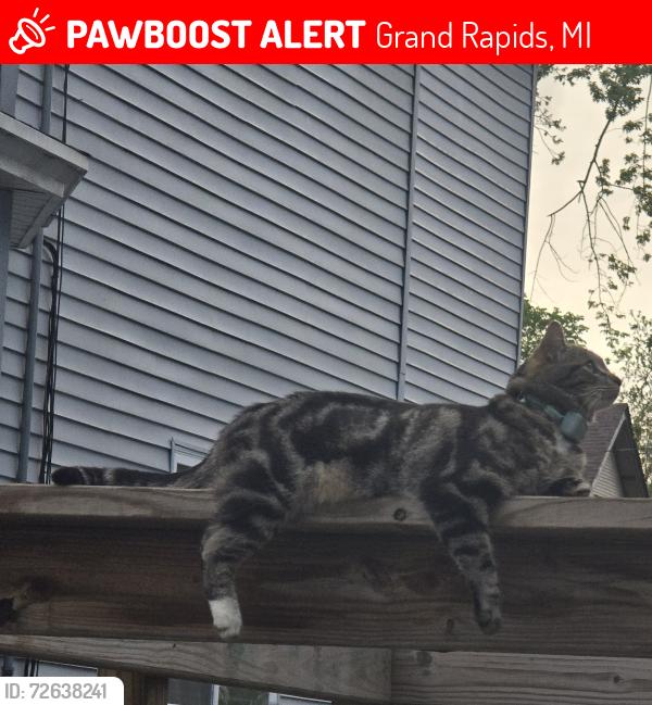 Lost Male Cat last seen Alexander st , Grand Rapids, MI 49507