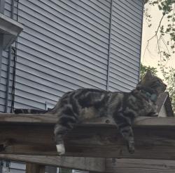 Lost Male Cat last seen Alexander st , Grand Rapids, MI 49507